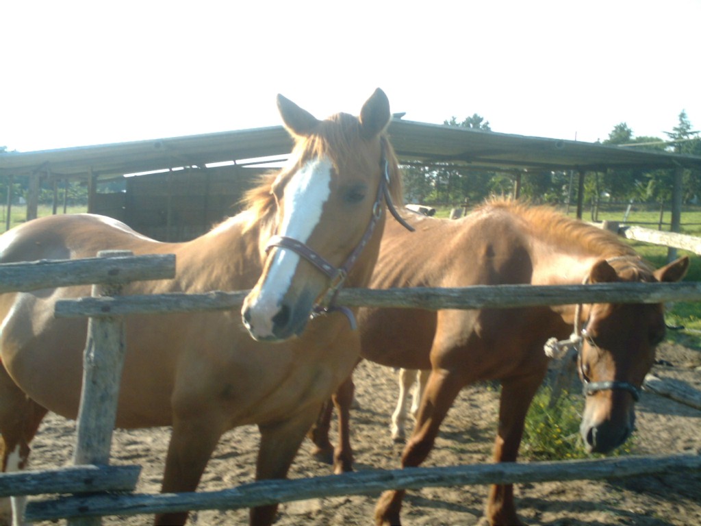 Dopo gatti e cani parliamo del Cavallo?